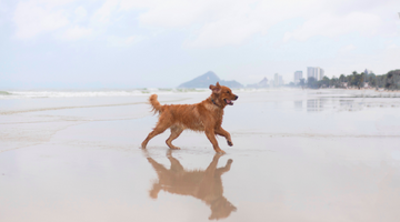 6_01 Strip Dog Beach (360x200)