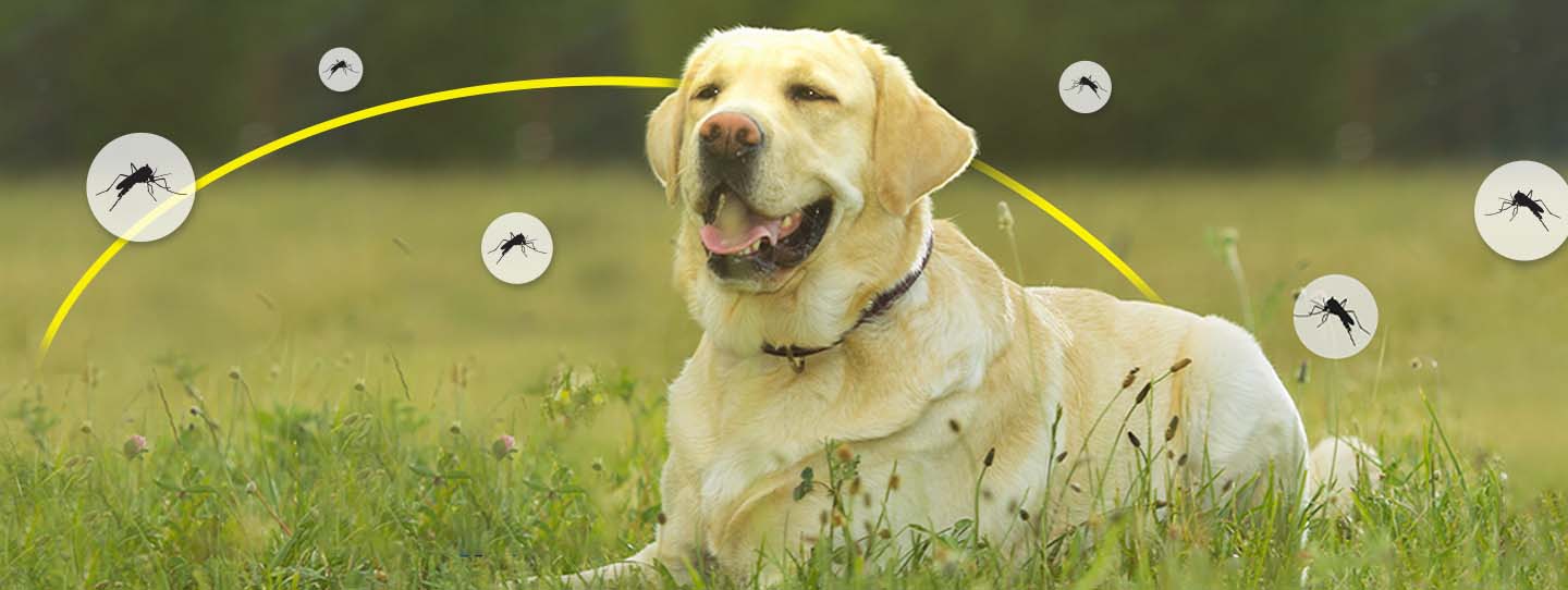 11-fl-banner-1440x542