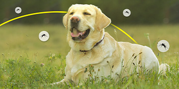 11-fl-banner-360x180