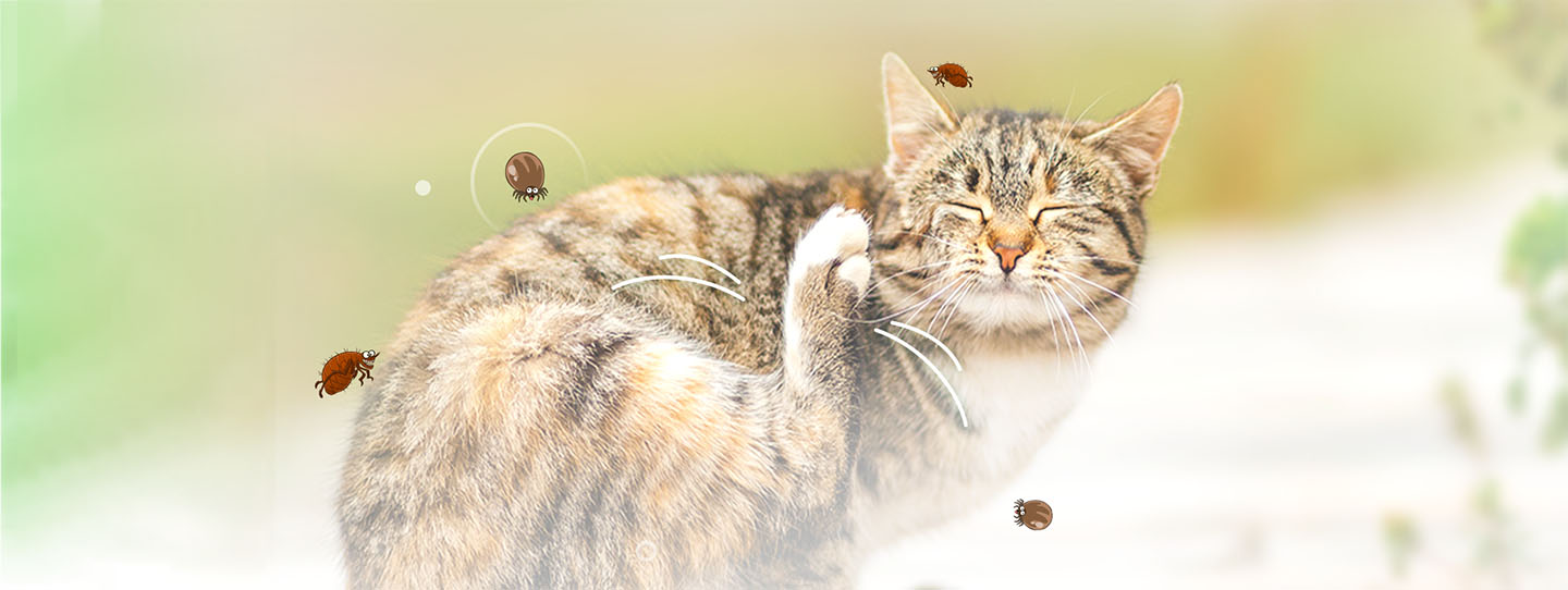 15-fl-banner-1440x542