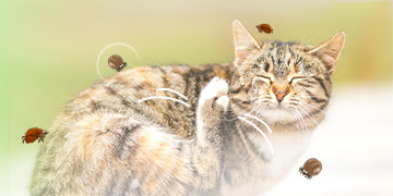 15-fl-banner-360x180