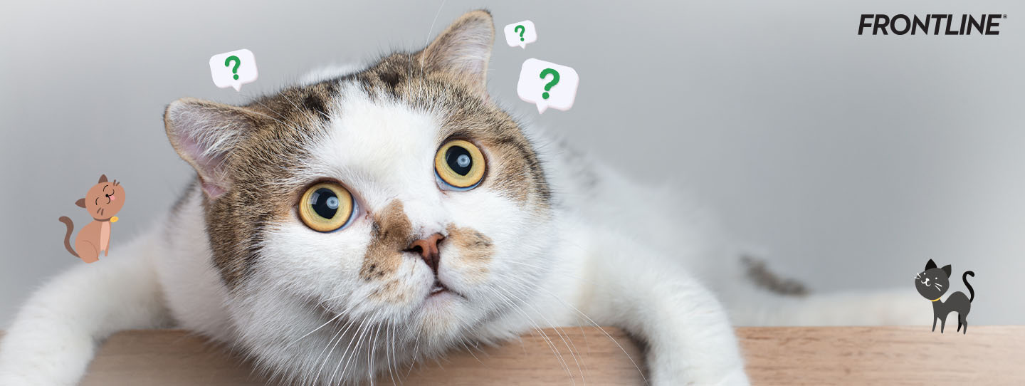 ไขปริศนา ท่าทางแปลกๆ ของน้องแมว