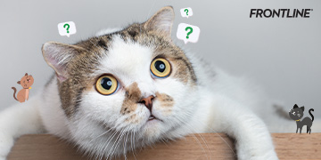 ไขปริศนา ท่าทางแปลกๆ ของน้องแมว