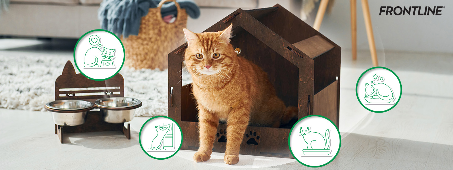 เลี้ยงแมวระบบปิดต้องระวังอะไร ทำไมการเลี้ยงระบบปิดจึงไม่เท่ากับความปลอดภัยเสมอไป 