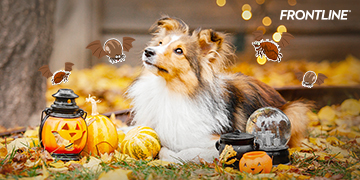 "เห็บ หมัด" แวมไพร์จิ๋วตัวสร้างเรื่อง หลอกหลอนคนเลี้ยงน้องหมา