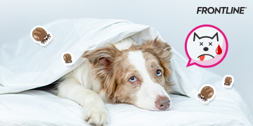 พยาธิเม็ดเลือดในน้องหมาโรคร้ายที่อันตรายถึงชีวิต