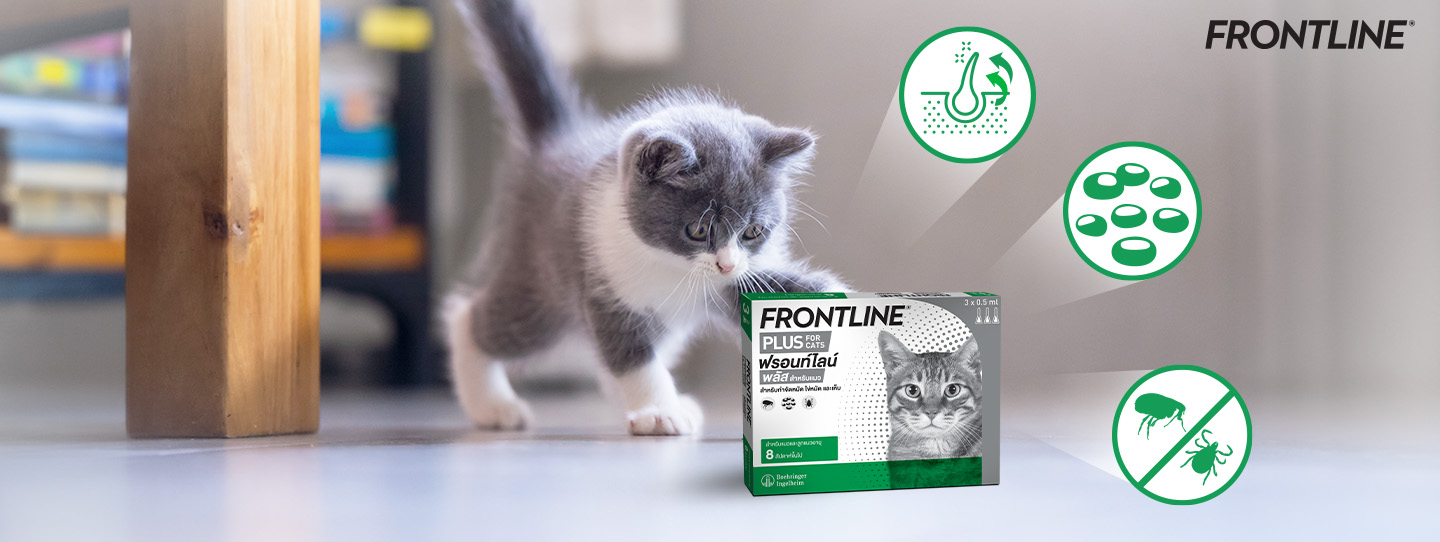 เหตุผลที่ควรป้องกันเห็บหมัดให้ลูกแมวด้วย FRONTLINE PLUS CAT