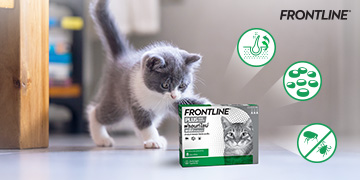 เหตุผลที่ควรป้องกันเห็บหมัดให้ลูกแมวด้วย FRONTLINE PLUS CAT