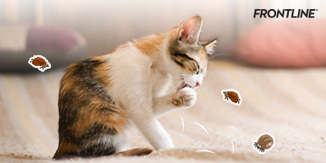 ลูกแมวขนร่วง เพราะผลัดขน หรือปัญหาเห็บหมัด