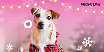 การดูแลน้องหมาในช่วงหน้าหนาว