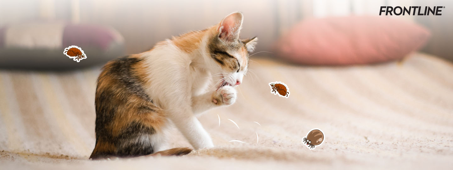 การดูแลน้องหมาในช่วงหน้าหนาว