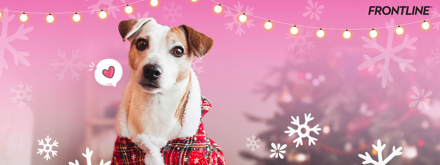 การดูแลน้องหมาในช่วงหน้าหนาว