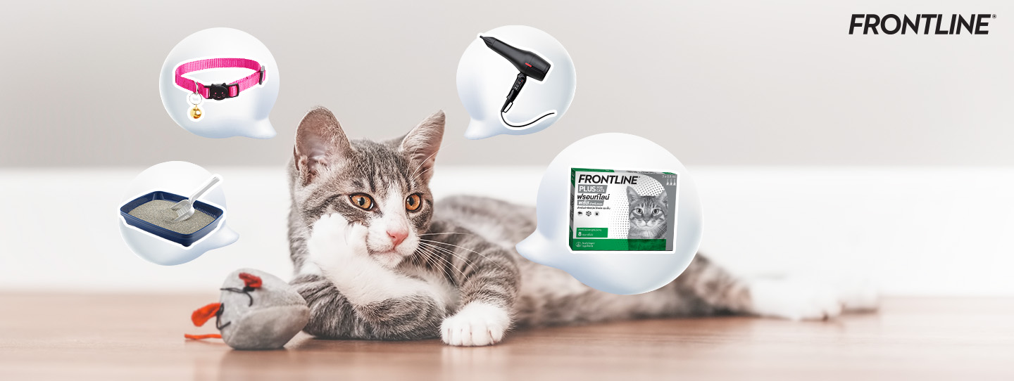 4 โรคที่ควรระวังและป้องกันให้น้องหมาในช่วงปีใหม่นี้