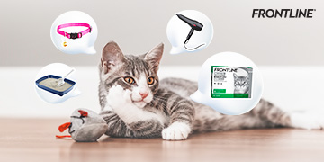 4 โรคที่ควรระวังและป้องกันให้น้องหมาในช่วงปีใหม่นี้