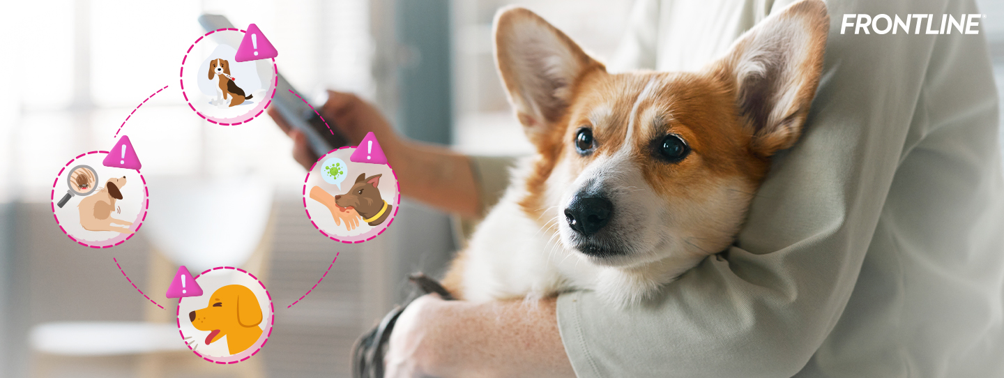 4 โรคที่ควรระวังและป้องกันให้น้องหมาในช่วงปีใหม่นี้