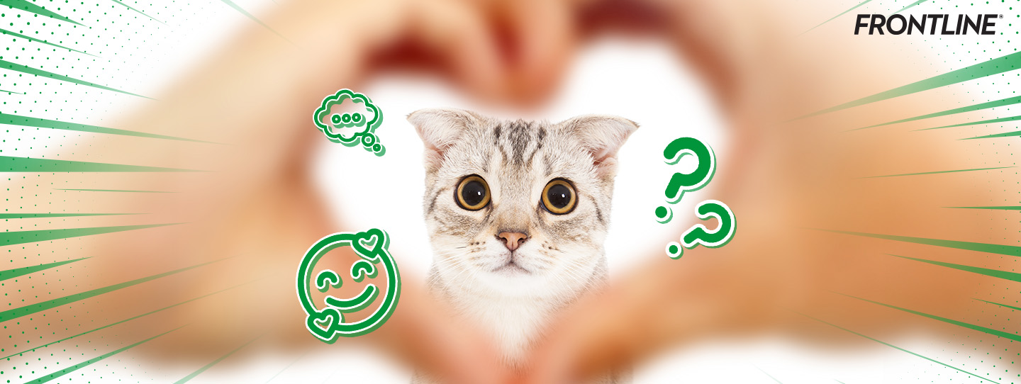 ภาษารักฉบับเหมียวๆ ท่าทางแบบไหนที่แมวบอกว่ารัก