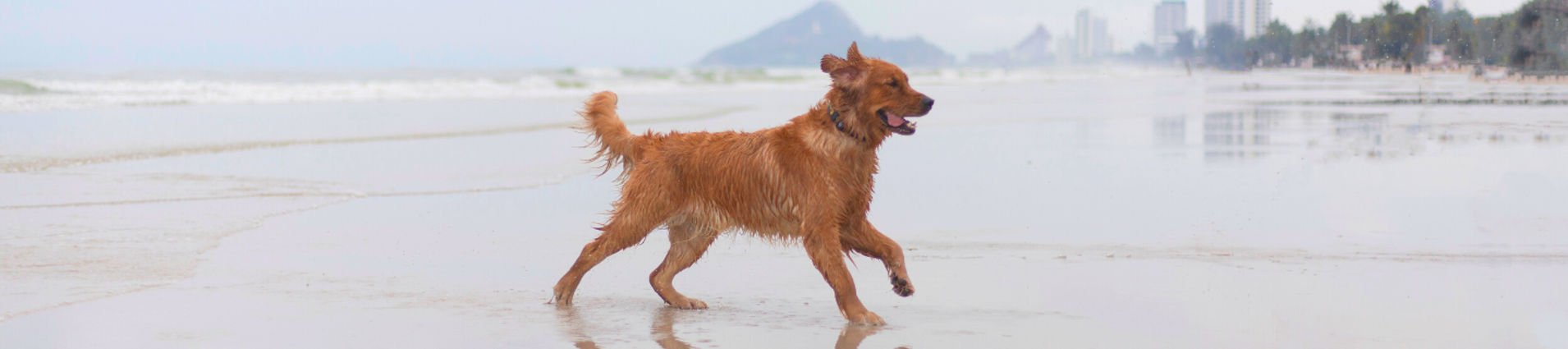 6_01 Strip Dog Beach (1440x360)