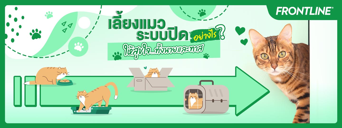 เลี้ยงแมวระบบปิดยังไงให้สุขใจทั้งนายและทาส