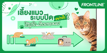 เลี้ยงแมวระบบปิดยังไงให้สุขใจทั้งนายและทาส
