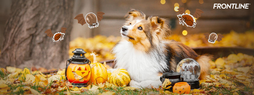 "เห็บ หมัด" แวมไพร์จิ๋วตัวสร้างเรื่อง หลอกหลอนคนเลี้ยงน้องหมา