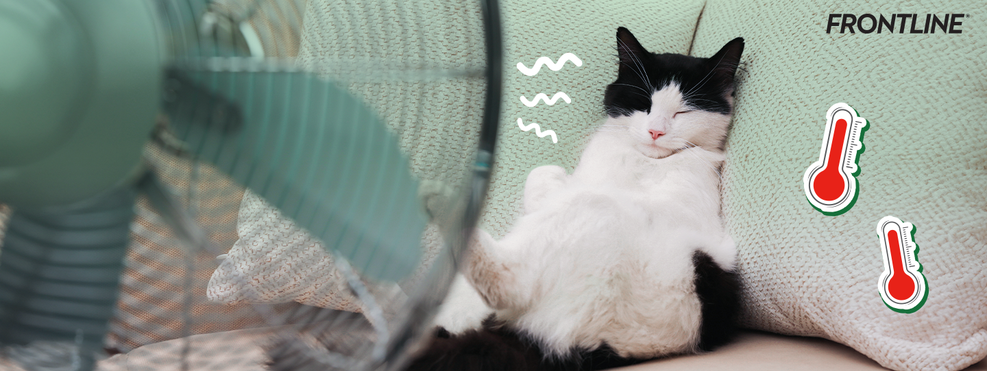AW_FRONTLINE_Banner_ปัญหาที่มักเกิดกับแมวเมื่ออากาศร้อน