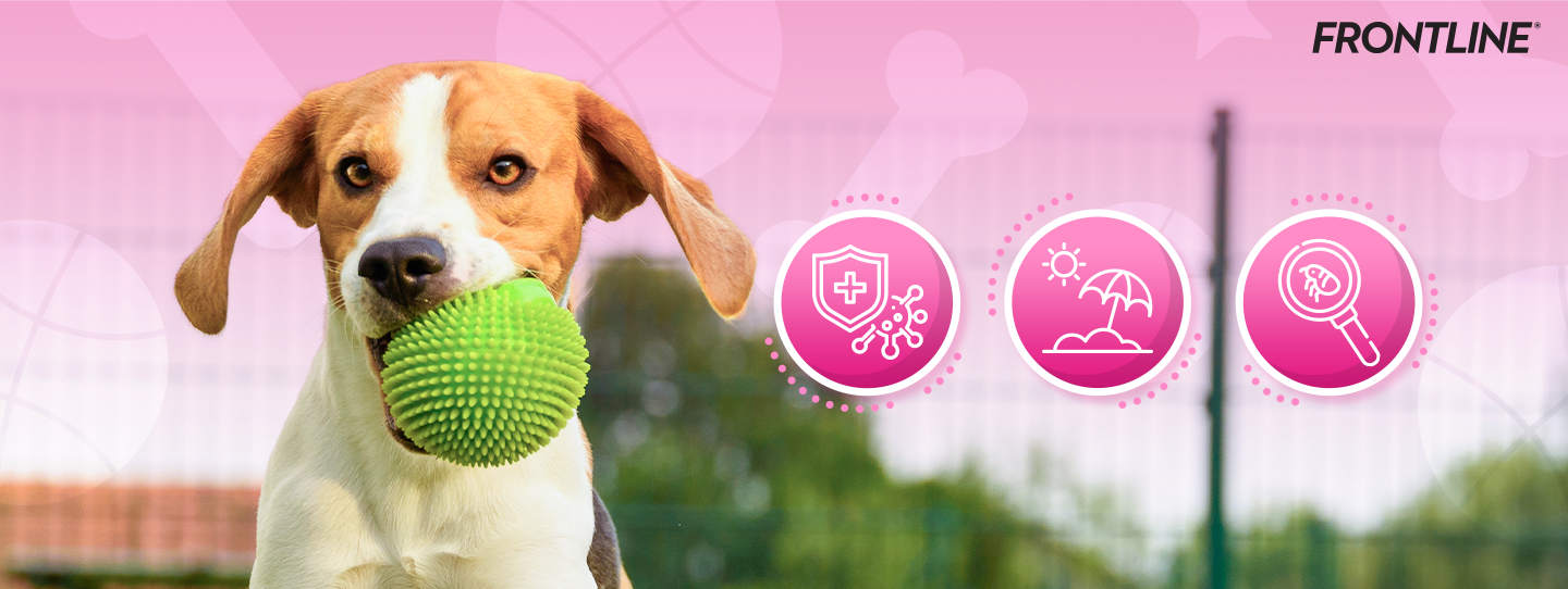 AW_FRONTLINE_Banner_3 วิธีป้องกันอันตรายให้น้องหมาในหน้าร้อน