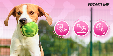 AW_FRONTLINE_Banner_3 วิธีป้องกันอันตรายให้น้องหมาในหน้าร้อน