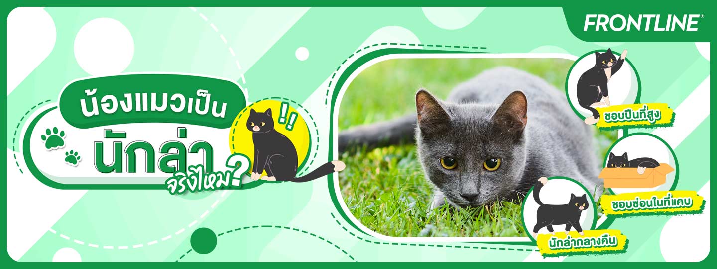 Destop Banner_น้องแมวเป็นนักล่าจริงไหม? 
