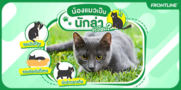 Moblie Banner_น้องแมวเป็นนักล่าจริงไหม? 