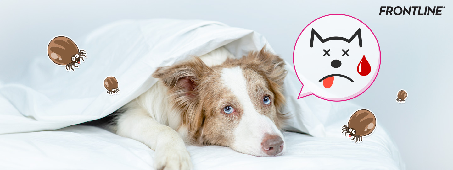 pic_banner_พยาธิเม็ดเลือดในน้องหมา_โรคฮิตที่อันตรายถึงชีวิต-1440x542