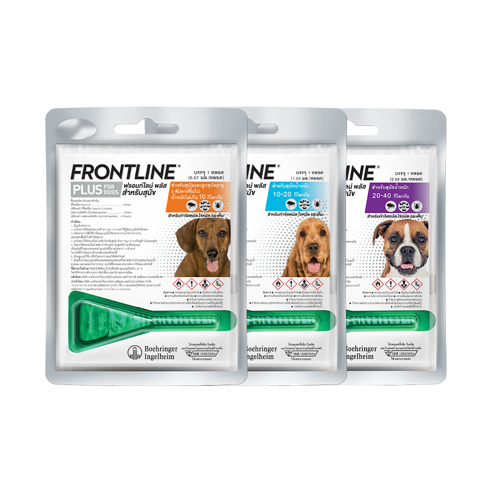 1s For dog รวม