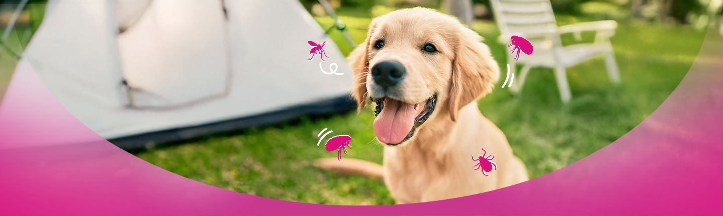 5 Must-Know Safety Tips for Camping With Your Dog 