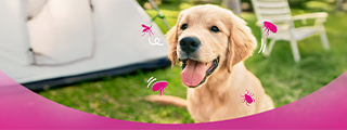 5 Must-Know Safety Tips for Camping With Your Dog