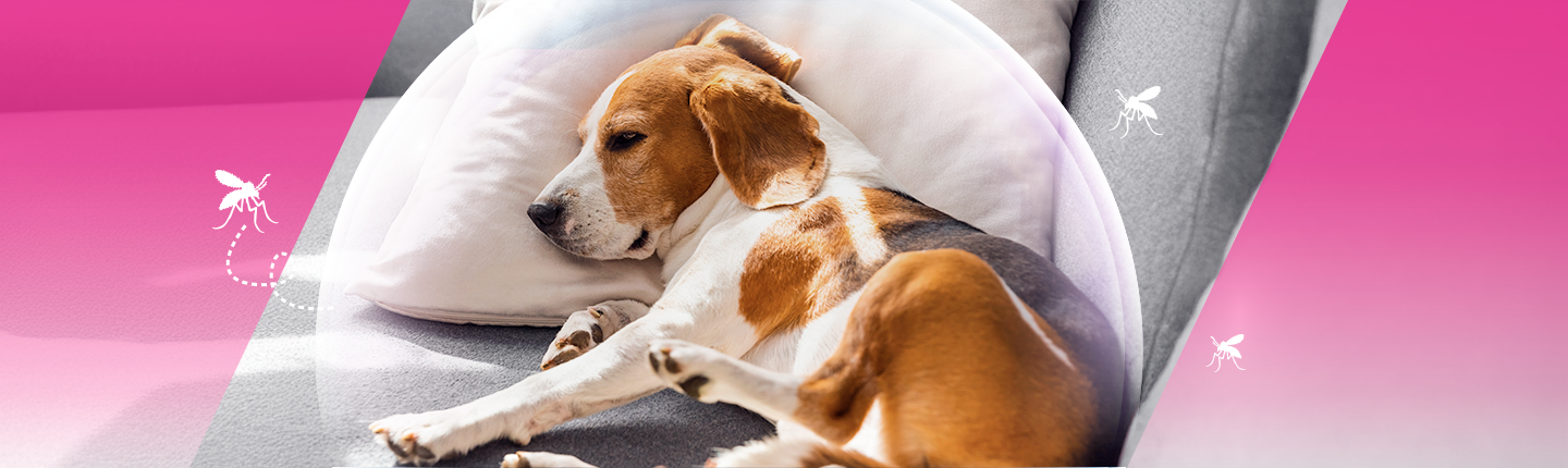 หมดปัญหากวนใจ ไล่ยุงร้ายให้ไกลจากน้องหมา