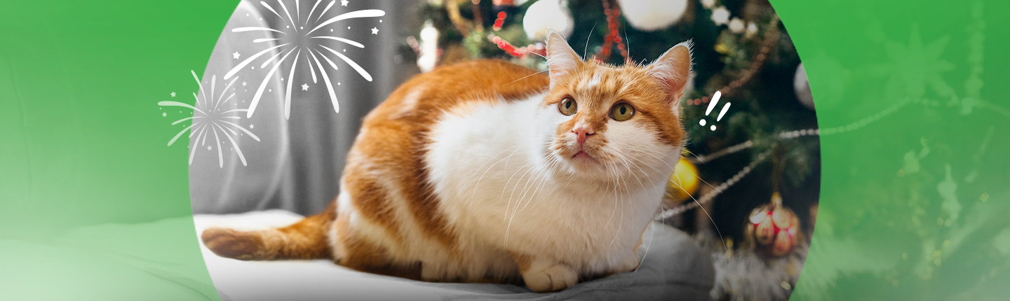 LFC85 longform topic12 