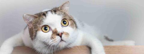 ไขปริศนา ท่าทางแปลกๆ ของน้องแมว