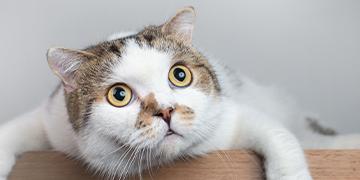 ไขปริศนา ท่าทางแปลกๆ ของน้องแมว