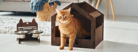 เลี้ยงแมวระบบปิดต้องระวังอะไร ทำไมการเลี้ยงระบบปิดจึงไม่เท่ากับความปลอดภัยเสมอไป 