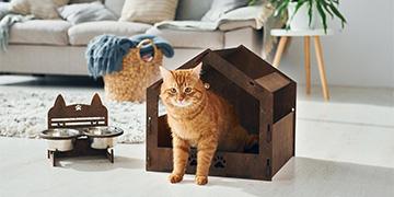 เลี้ยงแมวระบบปิดต้องระวังอะไร ทำไมการเลี้ยงระบบปิดจึงไม่เท่ากับความปลอดภัยเสมอไป 