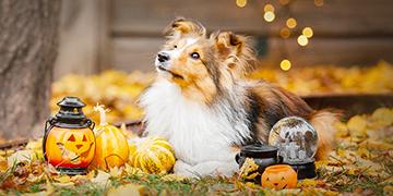 "เห็บ หมัด" แวมไพร์จิ๋วตัวสร้างเรื่อง หลอกหลอนคนเลี้ยงน้องหมา