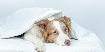 พยาธิเม็ดเลือดในน้องหมาโรคร้ายที่อันตรายถึงชีวิต