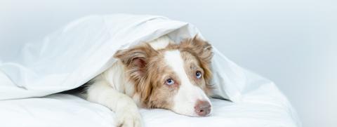 พยาธิเม็ดเลือดในน้องหมาโรคร้ายที่อันตรายถึงชีวิต