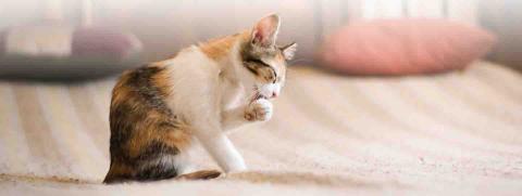 ลูกแมวขนร่วง เพราะผลัดขน หรือปัญหาเห็บหมัด