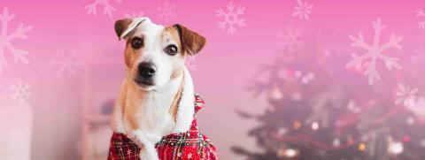 การดูแลน้องหมาในช่วงหน้าหนาว