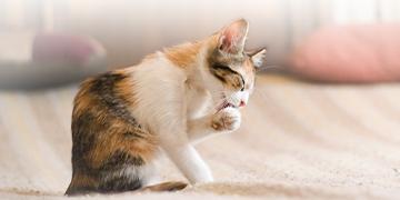 ลูกแมวขนร่วง เพราะผลัดขน หรือปัญหาเห็บหมัด