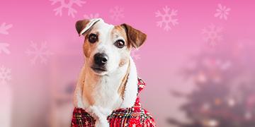 การดูแลน้องหมาในช่วงหน้าหนาว