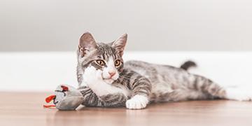 ไอเท็มที่ทาสแมวต้องมี รับปี 2567