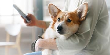 4 โรคที่ควรระวังและป้องกันให้น้องหมาในช่วงปีใหม่นี้