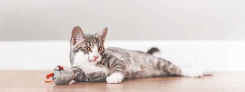 ไอเท็มที่ทาสแมวต้องมี รับปี 2567