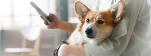 4 โรคที่ควรระวังและป้องกันให้น้องหมาในช่วงปีใหม่นี้